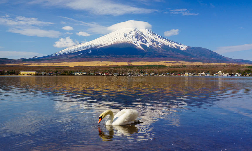 白天鹅与富士山一起在日本亚马纳卡湖Yam图片
