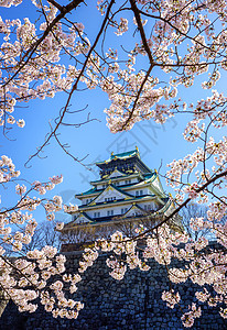 日本大阪樱花盛背景图片