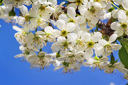 樱桃树枝上有很多白花与蓝图片
