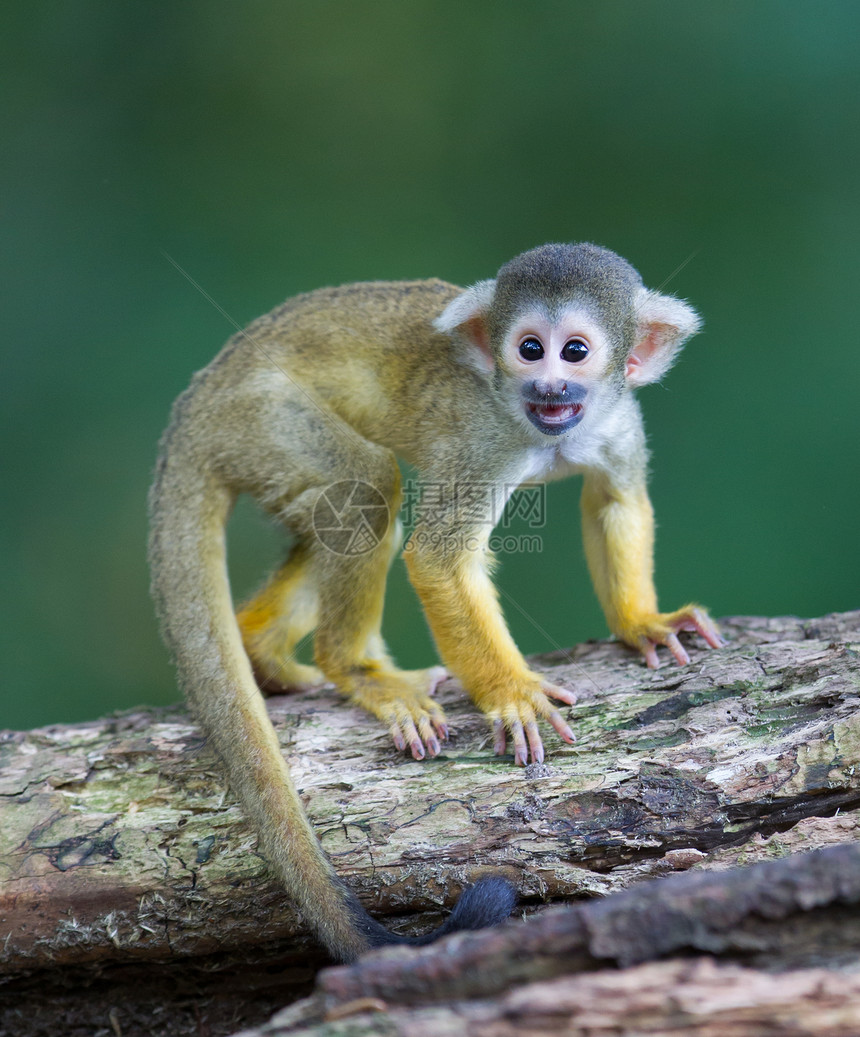 小型普通松鼠猴子Saimirisciureus图片