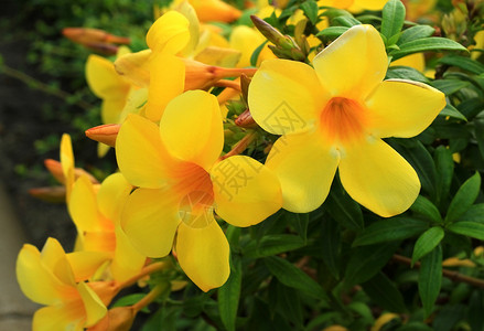 阿拉曼达美丽的黄花图片