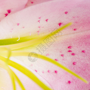一朵盛开的花上光滑的粉红色花瓣和雌蕊图片