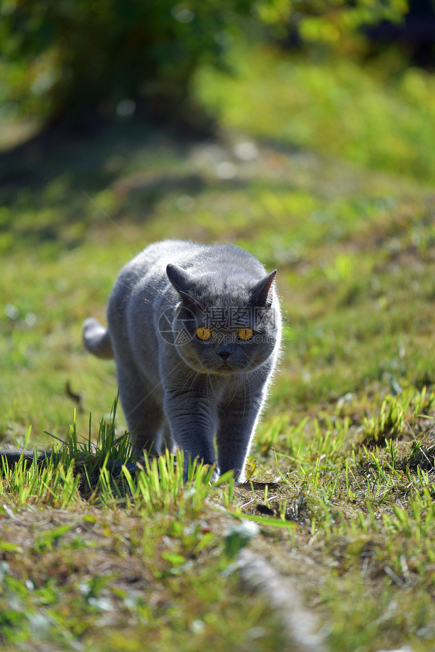 英国蓝猫图片