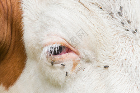 牛眼里有麻烦的苍蝇瑞士图片