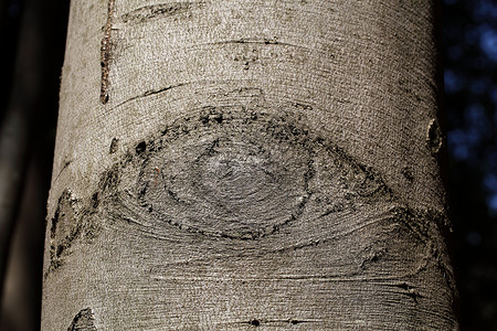 山毛榉树皮上的眼状结构图片