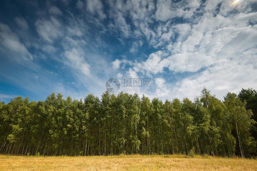 青蓝天空下美丽的绿色夏日白草林碎块图片