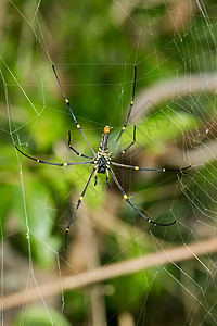 网上巨型蜘蛛Nephilla图片