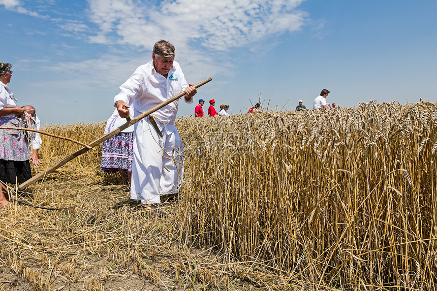 农民正在手工收获小麦在传统的农村方式图片