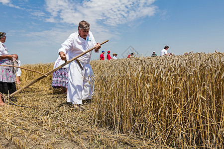农民正在手工收获小麦在传统的农村方式图片