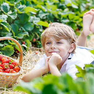 有趣的小男孩在有机种植园采摘和吃草莓图片