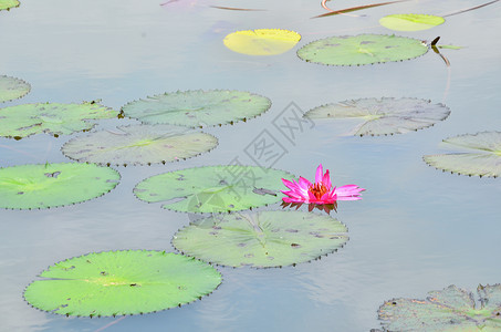 湖中的莲花图片