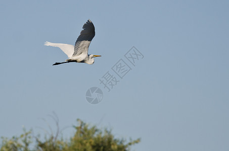 白色大Egret图片