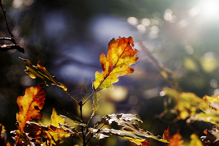 秋季颜色图片