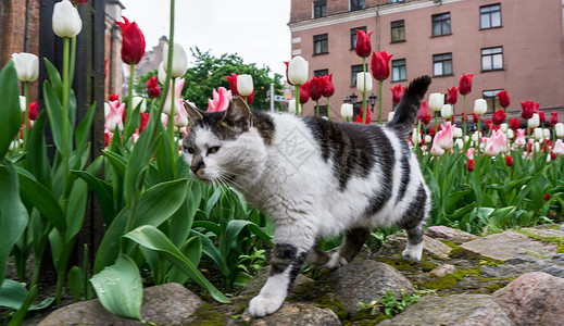 猫郁金香花图片