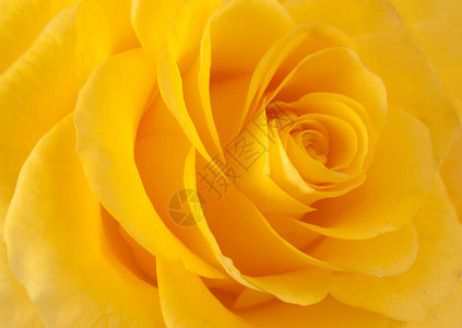 美丽的黄玫瑰特写图片