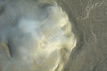 沙滩上的水母图片
