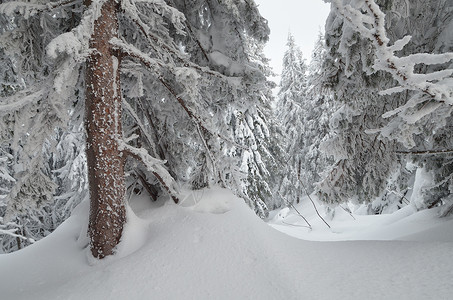 冬天的风景是多云的一天雪漂流在山林图片