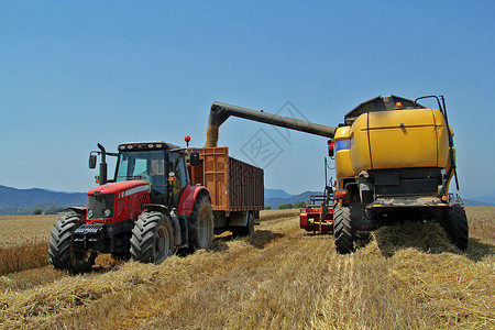 夏季收割的麦田拖拉机和收割机图片