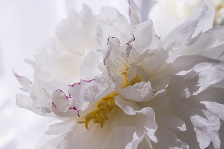 牡丹花背景白色花瓣背景图片