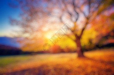 梦幻般的早晨场景红色和黄色的秋叶复古过滤美丽世界自图片