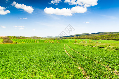 阳光明媚的夏日美丽的绿色田野景观图片
