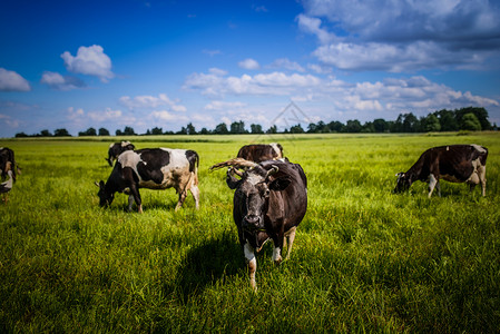 奶牛在斯洛伐克山脚下的绿色牧场上吃草图片