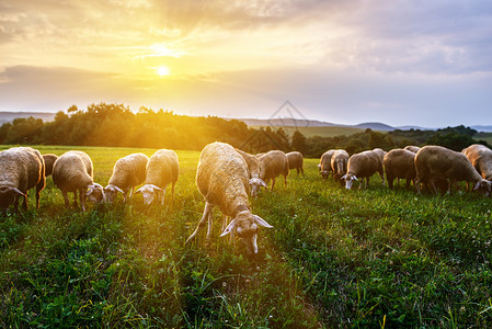 在斯洛伐克喀尔巴阡山脉的山丘上放牧的一群羊图片
