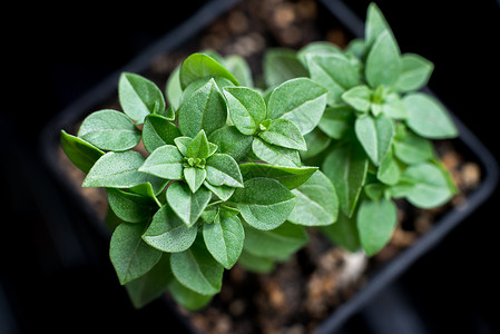 装饰植物的绿色树叶BasilBrushy奥辛姆立西图片