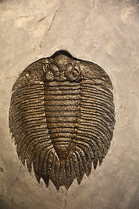 古代动物化石特写图片