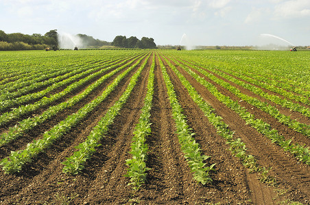 正在灌溉的肥沃土壤图片