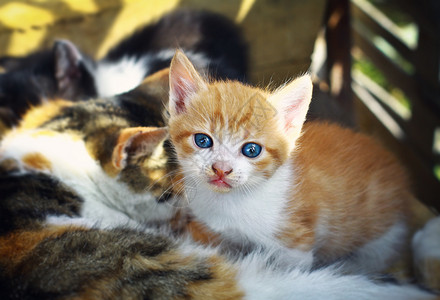 一只猫和小猫可爱的小红宝图片