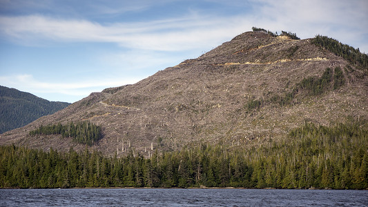 清冽在东阿拉斯加的汤加森林中清扫山丘从内背景