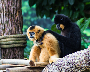黑猴子在新加坡动物园为图片