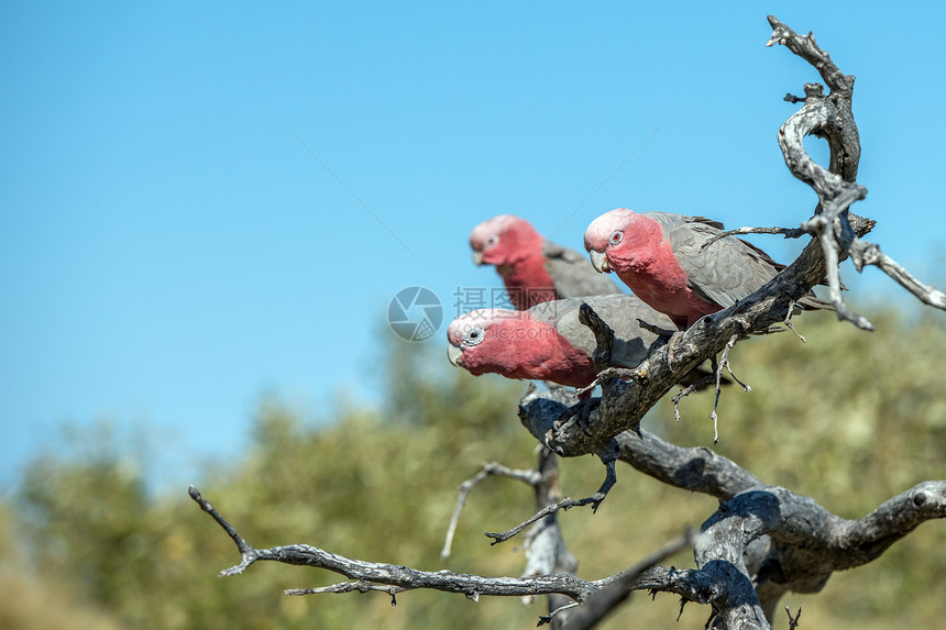 西海岸灌木中的澳大利亚红鹦鹉和白图片
