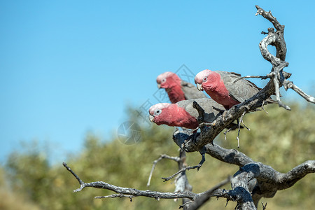 西海岸灌木中的澳大利亚红鹦鹉和白图片