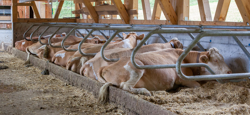 瑞士伦克农场牛群中的牛有图片