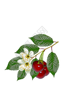 浆果樱桃的分支叶子在白色背景下被隔离图片