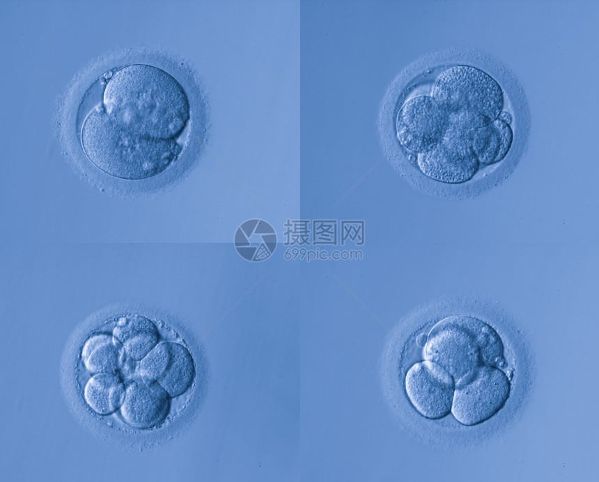 人工受精图片