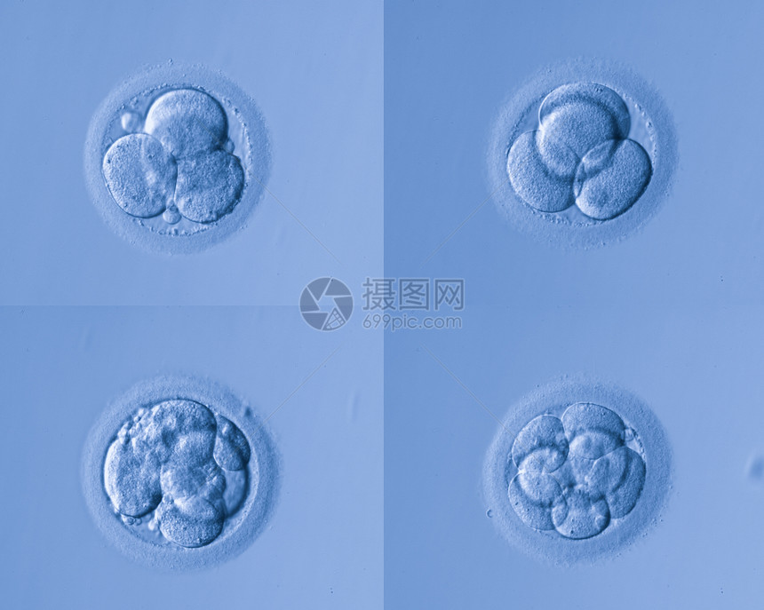 人体细胞蛋图片