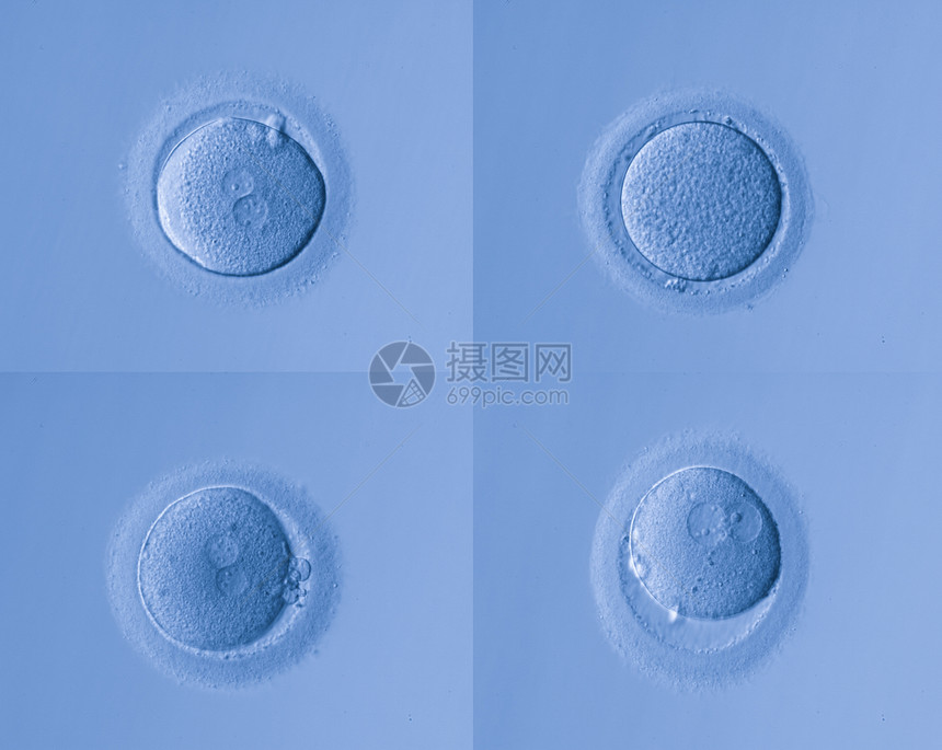 人体细胞蛋图片