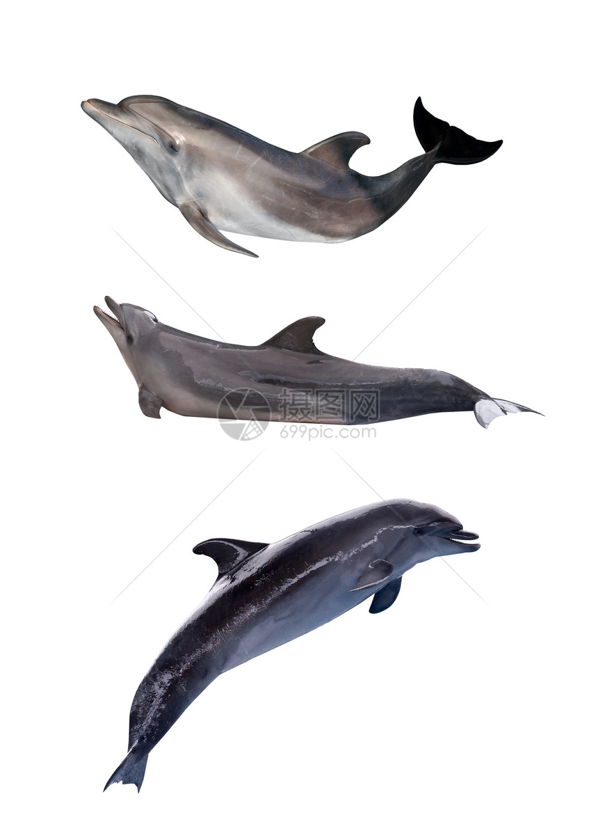 三只灰色海豚在白色背景下被隔离图片