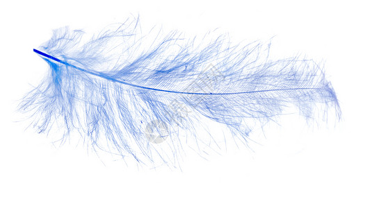 孤立在白色背景上的淡蓝色羽毛背景图片