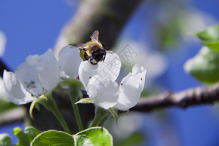 一只蜜蜂在苹果树的花朵中授粉图片
