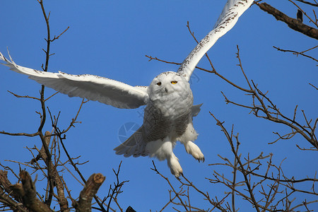 雪鸮从树上飞来图片