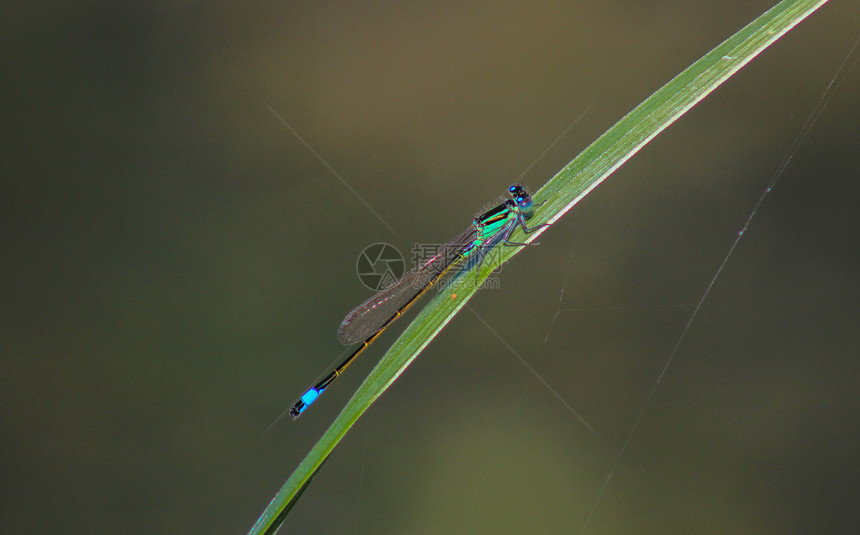 草地上的蓝蜻蜓图片