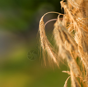 收获前在田地里美丽的大麦穗。图片