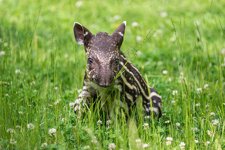 南美濒危龙头Tapirus图片