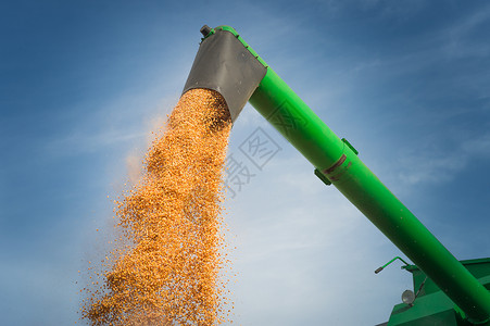 在农田的玉米收获图片
