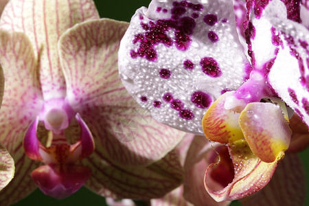 兰花蝴蝶兰共同进化色素体高清图片