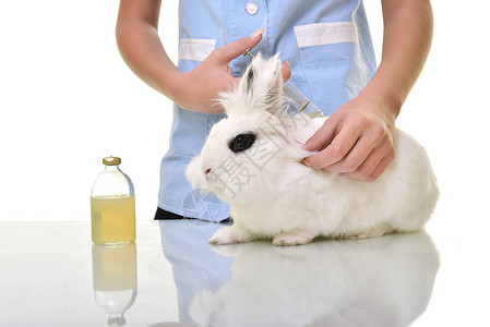 兽医要给白的可爱兔子注射针剂图片